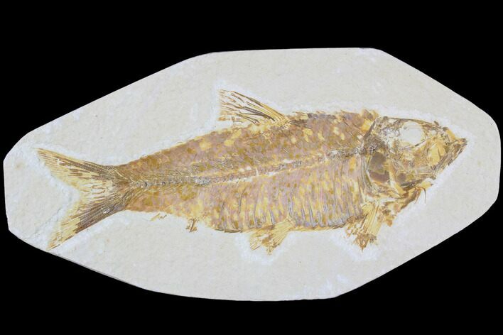 Detailed, Knightia Fossil Fish - Wyoming #85402